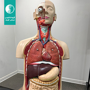 برگزاری دوره مبانی آناتومی بدن